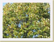 2005-10-15 11-44-45 Octobre 112,7mm 1_500_eme F6,3 * 2592 x 1944 * (2.35MB)